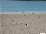 Flamenco Beach - CULEBRA